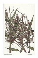  no thumbnail available