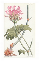  no thumbnail available