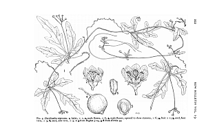  no thumbnail available