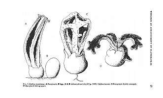  no thumbnail available