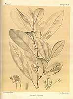  no thumbnail available