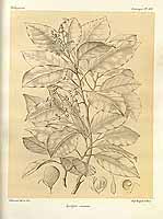  no thumbnail available