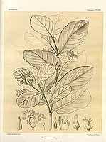  no thumbnail available