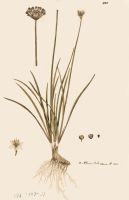 no HD illustration available (5) 