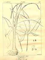  no thumbnail available