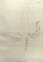  no thumbnail available