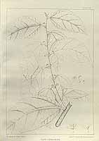  no thumbnail available