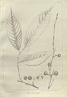  no thumbnail available