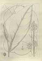  no thumbnail available