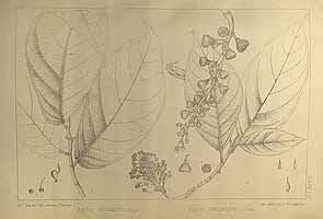  no thumbnail available