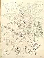  no thumbnail available