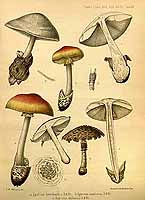  no thumbnail available