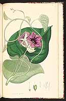  no thumbnail available