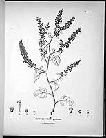  no thumbnail available