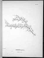  no thumbnail available