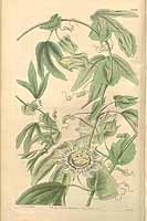  no thumbnail available