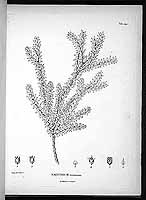  no thumbnail available