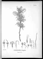  no thumbnail available