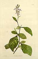  no thumbnail available