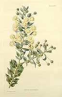  no thumbnail available