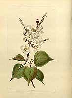  no thumbnail available