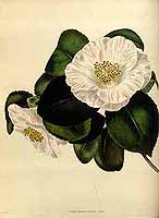  no thumbnail available