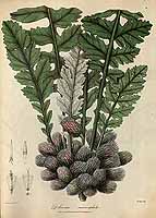  no thumbnail available