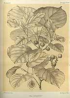  no thumbnail available