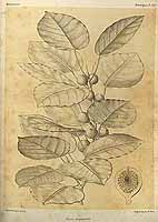  no thumbnail available