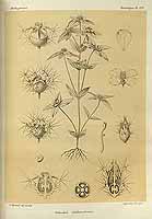  no thumbnail available