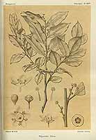  no thumbnail available