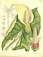  no thumbnail available