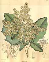  no thumbnail available