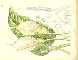  no thumbnail available