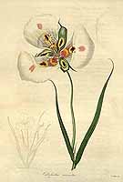  no thumbnail available