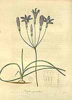  no thumbnail available