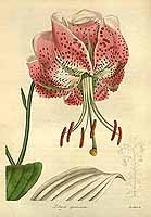  no thumbnail available