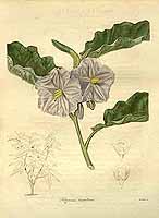  no thumbnail available