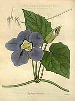  no thumbnail available