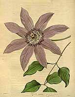  no thumbnail available