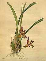  no thumbnail available