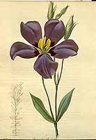  no thumbnail available