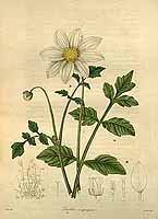  no thumbnail available