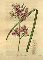  no thumbnail available