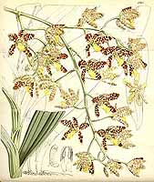  no thumbnail available