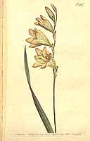  no thumbnail available