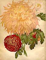  no thumbnail available