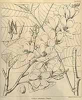  no thumbnail available