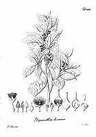  no thumbnail available