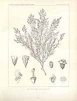  no thumbnail available